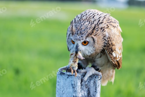 Preview: Siberian owl pecking at prey
