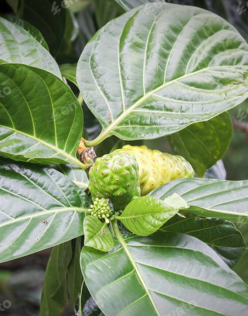Preview: Closeup of Noni Tree with Fruits