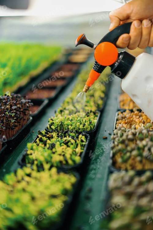 Preview: farmer works on indoor farm planting microgreens Selection of seeds watering sprouts of fresh herbs