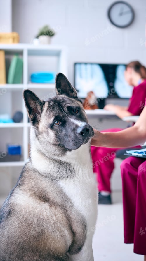Preview: Close Up Of Female Vet Examining And Stroking Pet Akita Dog In Surgery With Colleague At Computer