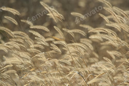 Preview: Foxtail weeds in autumn