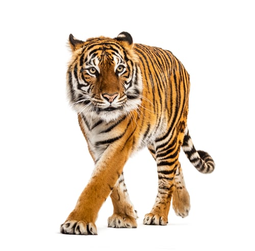 Preview: Tiger isolated