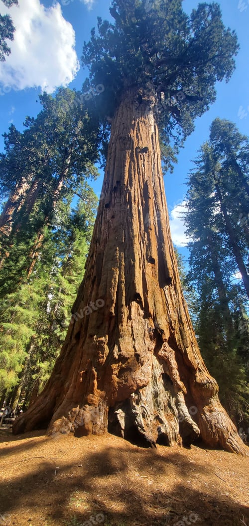 Preview: Vertical shot of General Sherman tree in the Giant Forest of Sequoia National Park in California