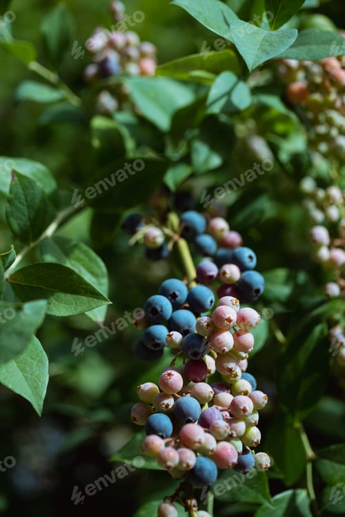 Vista previa: Ripe blueberries are ready for collection, close-up. Fresh organic blueberries on the Bush. Bright