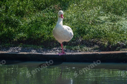 Preview: Coscoroba Swan standing on one leg (Coscoroba coscoroba)