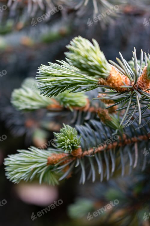 Preview: Green coniferous twig close-up on a blurry background