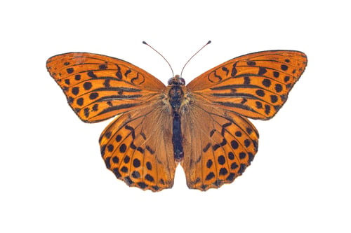 Preview: Silver-washed fritillary butterfly, isolated on white background