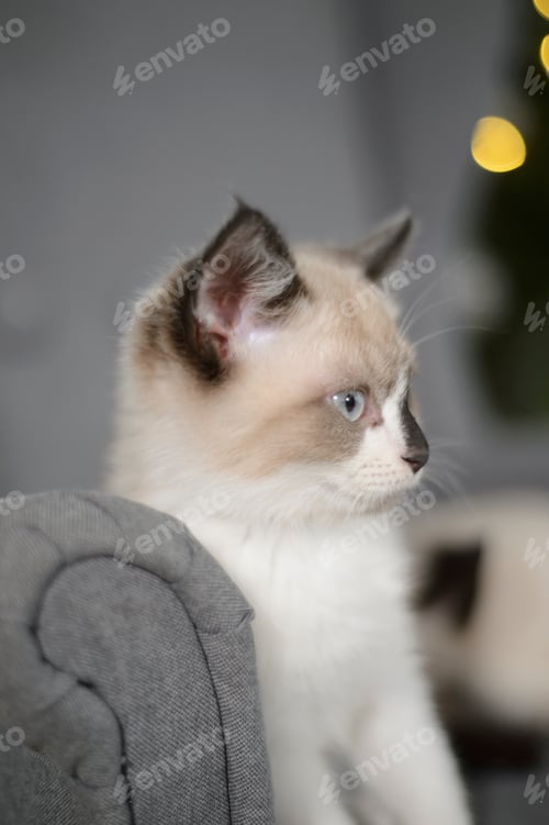 Preview: Siamese Cat portrait