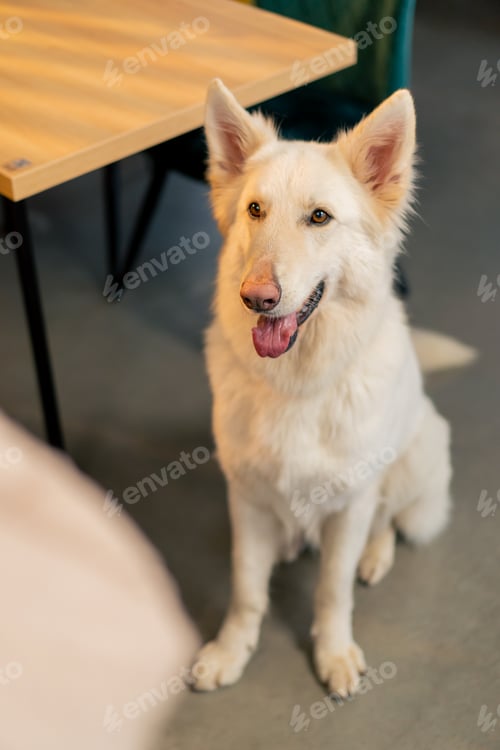 Preview: Swiss Shepherd dog sits on the floor in a cafe and listens to the owner's command