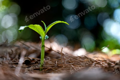 Preview: A growing plant from the ground