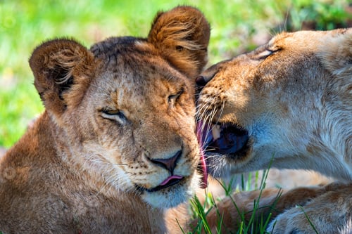 Preview: Lioness demonstrates tendeness by licking a lion
