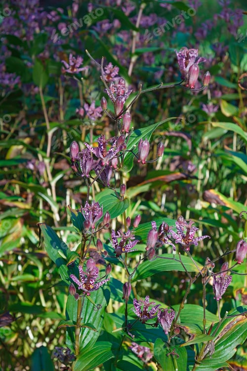 Preview: Taiwanese Toad Lily (Tricyrtis Formosana).