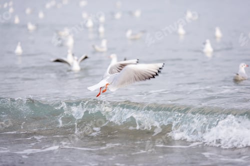 Preview: A flock of ivory gulls walks on the sand of the beach, collects bread crumbs, fly, swim in the sea