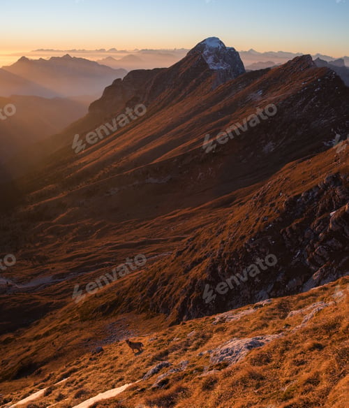 Preview: Alpine Ibex in the mountains at sunset