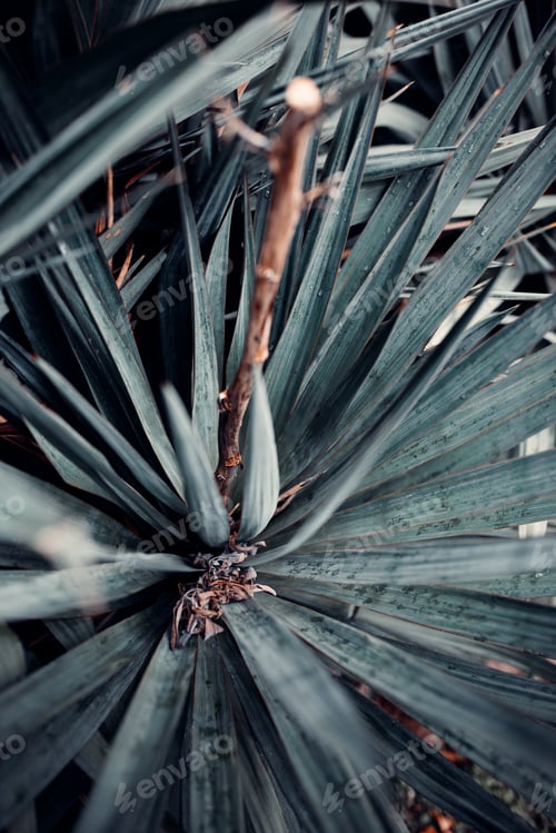 Preview: Agave tequilana, commonly called blue agave (agave azul) or tequila agave plants on a garden