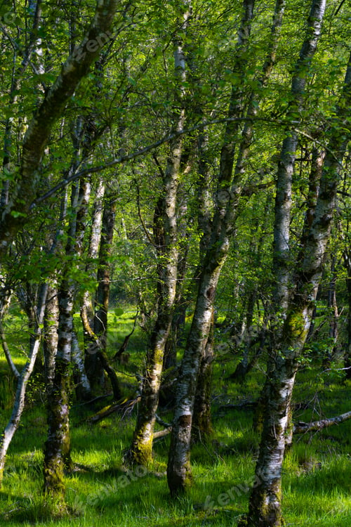 Preview: Vertical shot of trees and greenery in a forest in Dublin, Ireland