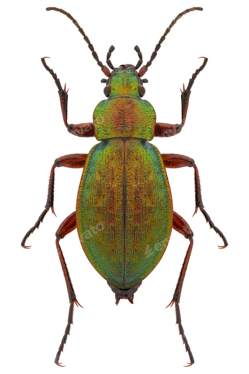Preview: Carabus truncaticollis beetle specimen on white background
