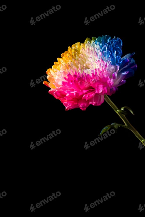 Preview: Multicolored flowers