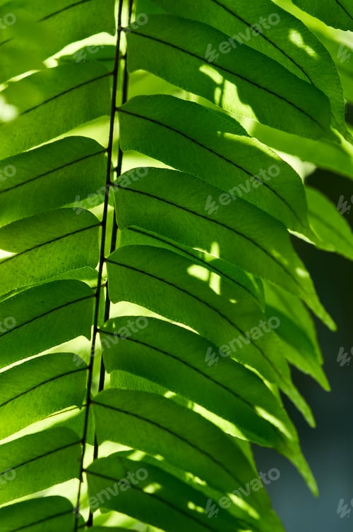 Preview: Sunlight on the fern leaves
