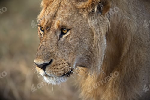 Preview: Face of a beautiful lion against a blurred background