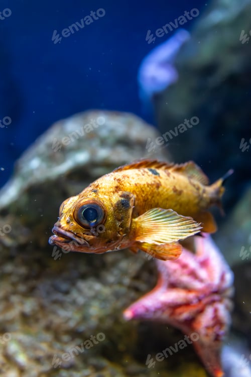 Preview: Tropical fish among stars. Underwater harmony.