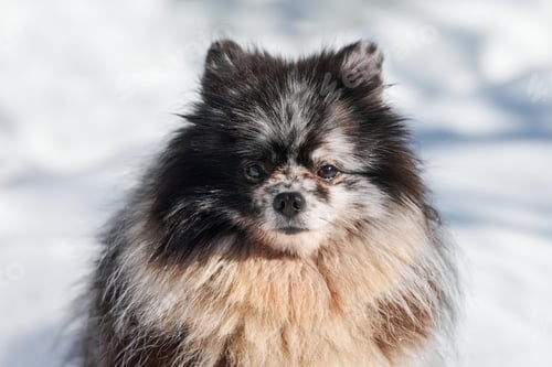 Preview: Pomeranian Spitz dog close up portrait, cute black marble with tan Spitz puppy sitting on snow
