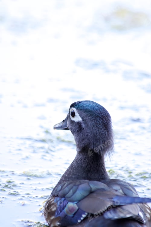Preview: Gliding Wood Duck