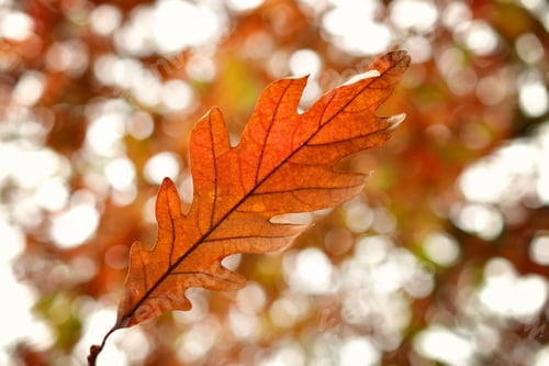 Preview: Orange red oak leaf against the bokeh background of the colorful oak tree in the fall autumn