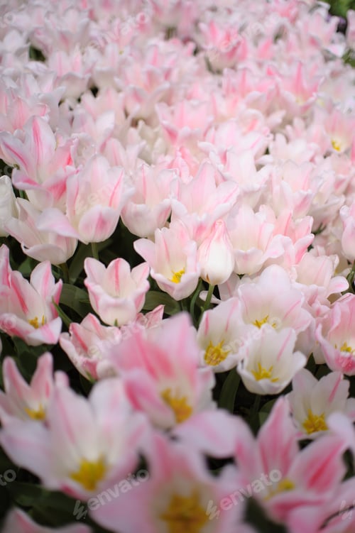 Preview: Blooming tulips background. Floral exhibition.