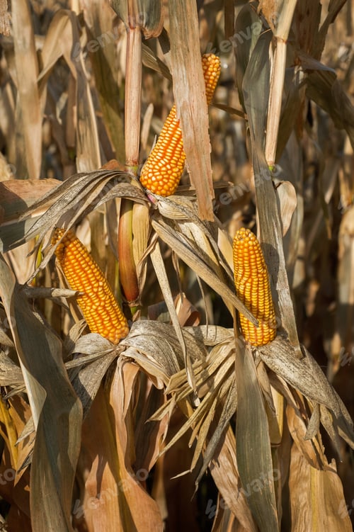 Preview: dry corn cobs and ripe ready to be harvested in the autumn season