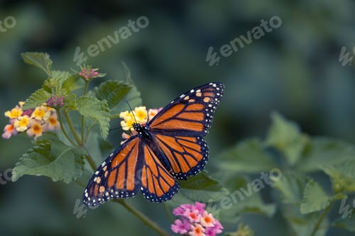 Preview: Rear selective focus of a Monarch butterfly standing on the yellow and pink West Indian Lantana