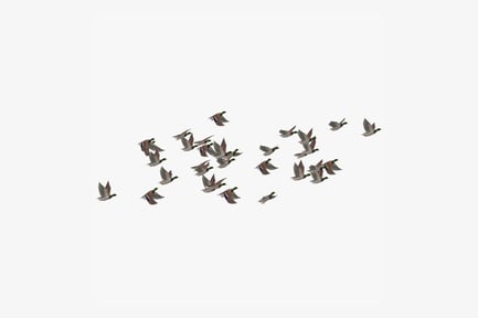 Preview: Flock of Ducks in Flight