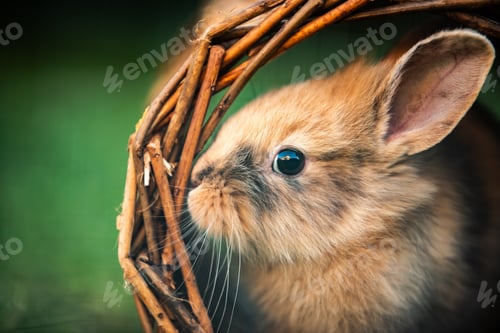 Preview: Cute bunny fluffy rabbit, Adorable rabbit on green garden nature background