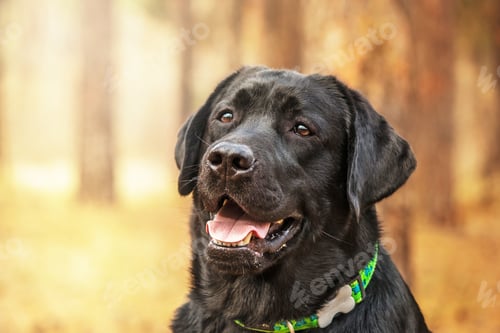 Preview: Labrador Retriever Dog breed on the field. Dog running on the green grass. Active dog outdoor.