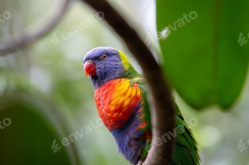Preview: Four colored Parakeet
