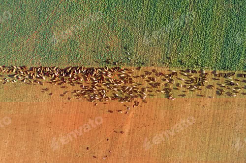 Preview: Aerial view of strip grazing by a herd of cattle with movable electrical fencing