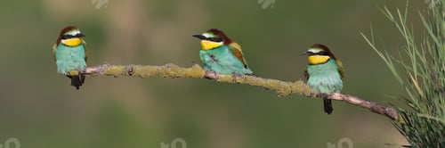 Preview: Vibrant Bee-eaters during mating season on a branch in the wild