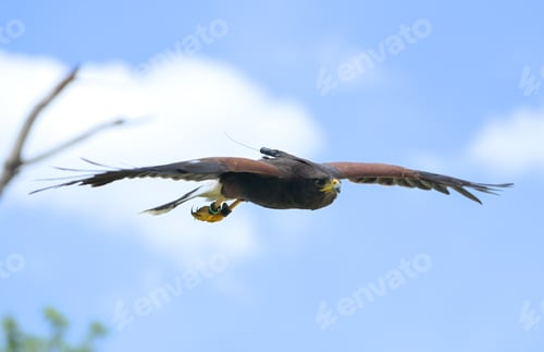 Preview: Harris hawks flying into the wind in clear skies