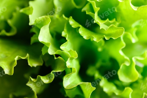 Preview: Close-up of vibrant green lettuce salad leaves