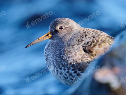 Preview: Purple sandpiper (Calidris maritima)