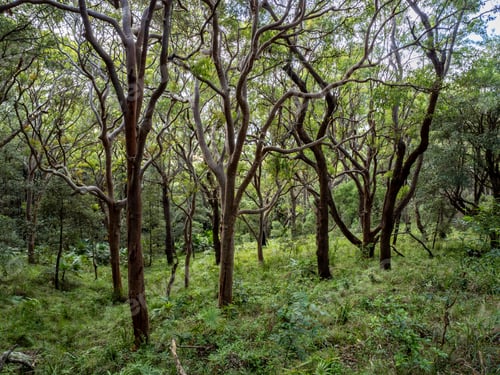 Preview: Eucalyptus forest in Royal national park, Australia