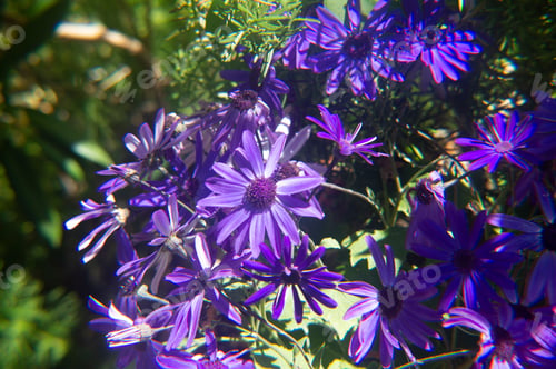 Preview: Closeup of purple rhododendron flowers in a garden