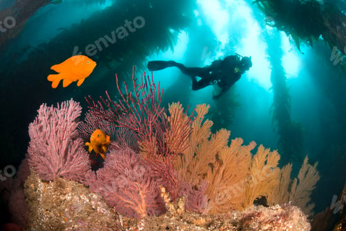 Preview: Colorful underwater reef
