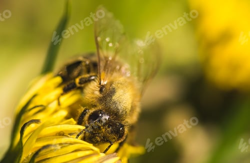 Preview: Honey Bee on Yellow Flower, Close Up Macro Selective focus