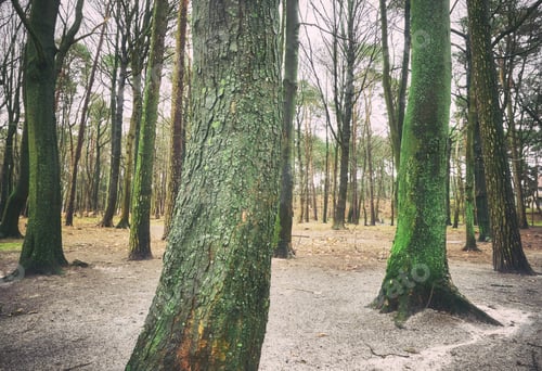 Preview: Color toned picture of trees in a park.