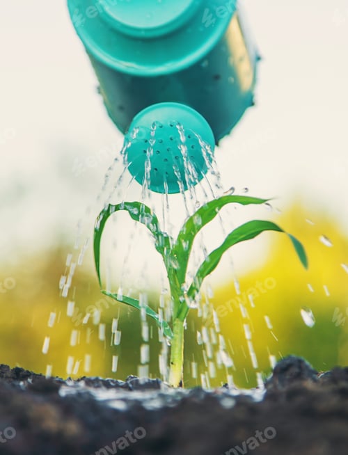 Preview: watering the plant in the garden. Selective focus.