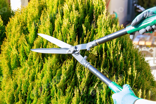Preview: Garden pruner on a background of green thuja. Gardener prunes bushes.
