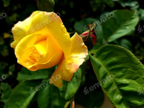 Preview: Yellow rose flower in the garden