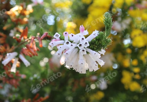 Preview: Erica cárnea blooming at garden