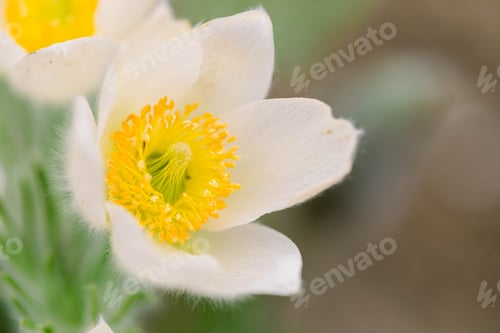 Preview: Spring flowers